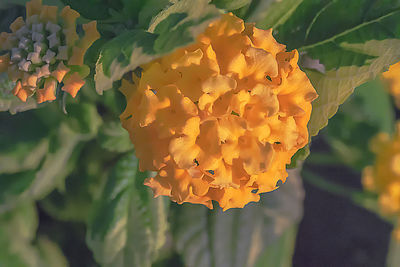 Close-up of yellow flowering plant