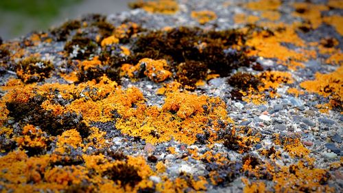 Full frame shot of moss on rocky surface