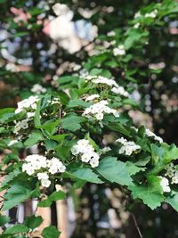 Close-up of white flowering plant