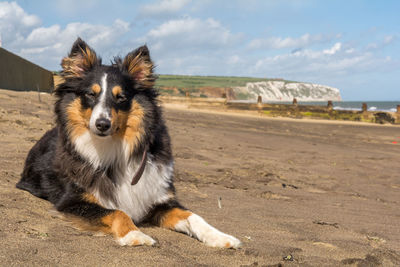 Close-up of dog sitting on sand at beach against sky