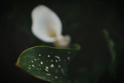 Close-up of water drops on flower