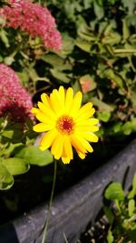 Close-up of yellow flower blooming outdoors