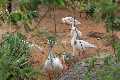 View of birds on land