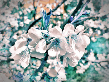 Close-up of cherry blossoms on tree