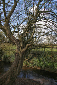Scenic view of river amidst trees in forest