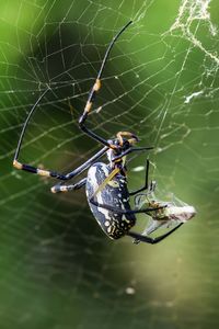 Close-up of spider on web