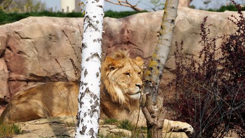 View of a cat in a zoo