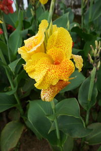 Close-up of yellow flowers blooming outdoors
