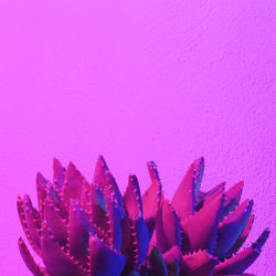 Neon pink violet cactus. cactus minimal art. cactus fashion concept
