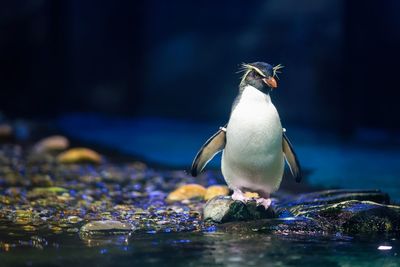 Close-up of a bird against blurred background