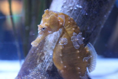 Close-up of jellyfish in aquarium