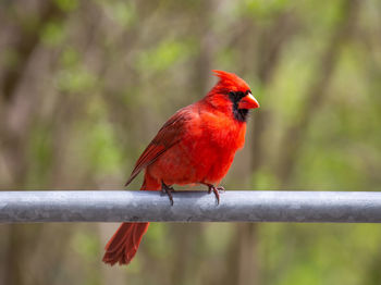 Close-up of bird perching on railing