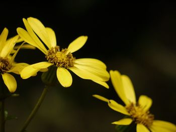 Close-up of yellow flowers
