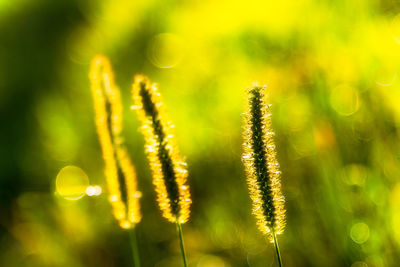 Close-up of dandelion flower in field