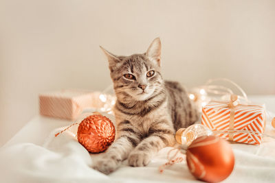 Close-up of cat on table