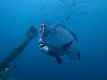 Fish swimming in sea