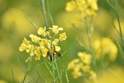 Close-up of insect on yellow flower