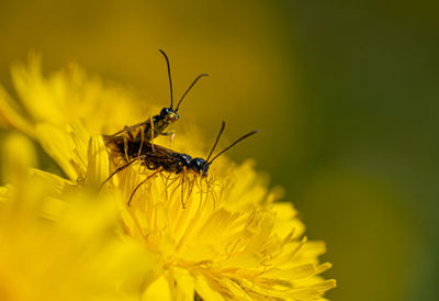 Black soldier fly flies insect hermetia illucens mating on yellow dandelions