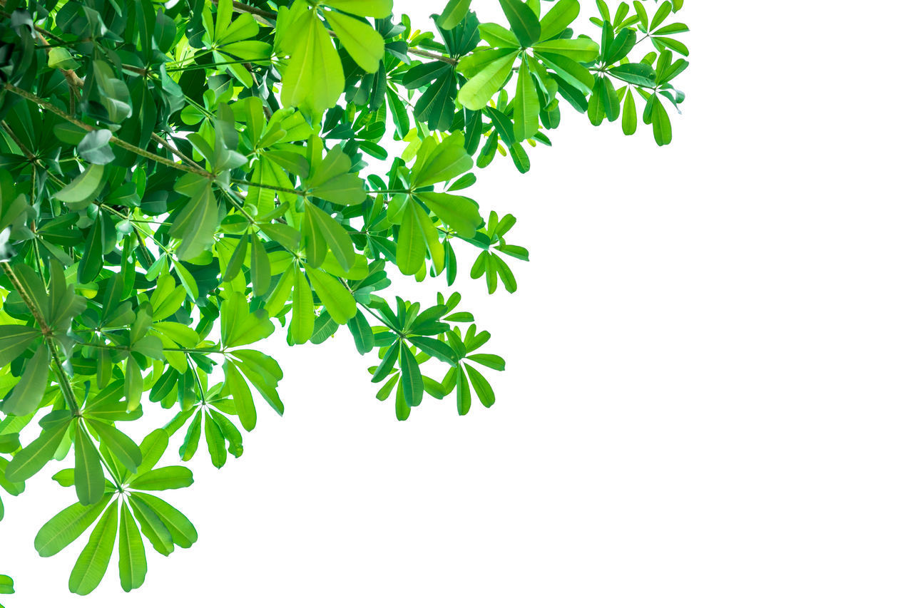 CLOSE-UP OF FRESH GREEN PLANT AGAINST GRAY BACKGROUND
