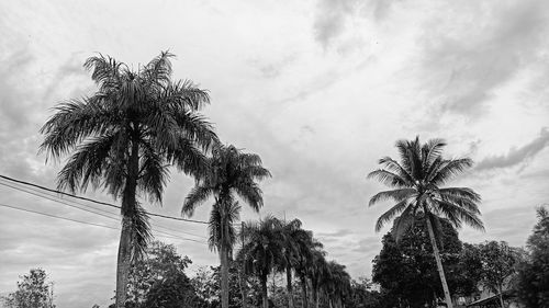 Low angle view of palm trees against sky