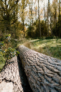 Close-up of log in forest