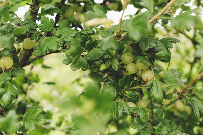 Close-up of ripe gooseberries on branches