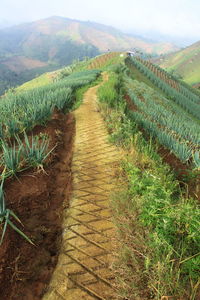 Scenic view of agricultural field