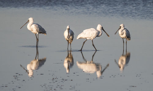 Royal spoonbill birds in lake