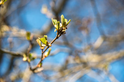 Close-up of fresh flower tree against sky