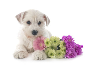 Portrait of puppy against white background