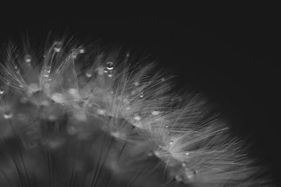 Close-up of dandelion against black background