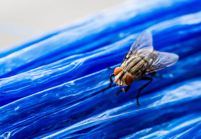 Close-up of housefly on plastic