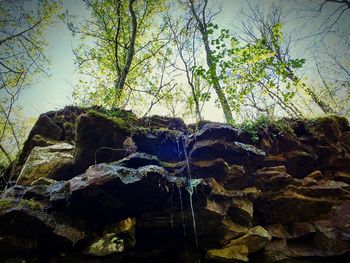 Plants growing on rocks