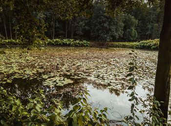 Reflection of trees in lake