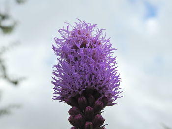 Close-up of purple thistle against sky