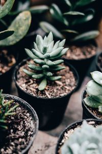 High angle view of succulent plant in pot