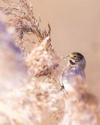 Close-up of a bird against the sky