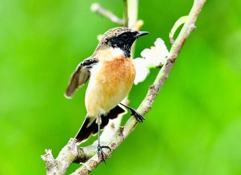 Close-up of bird perching on branch