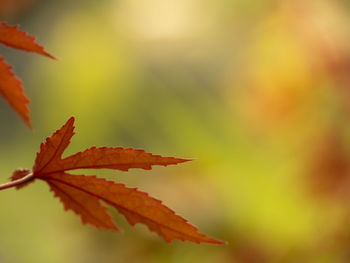 Close-up of autumnal leaves on plant