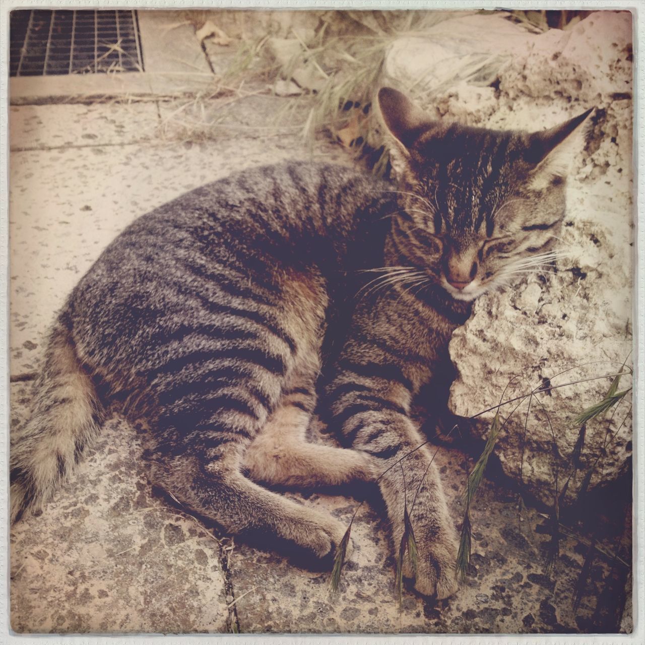 animal themes, transfer print, one animal, auto post production filter, wildlife, animals in the wild, high angle view, mammal, sand, sunlight, no people, day, relaxation, outdoors, close-up, zoo, nature, resting, zoology, full length