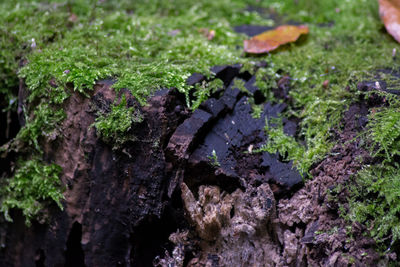 Close-up of mushrooms