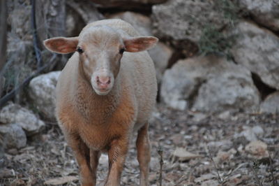 Portrait of sheep standing on field