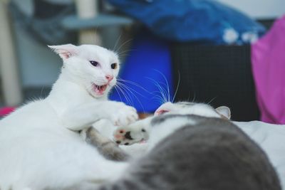 Close-up of cat lying on bed at home