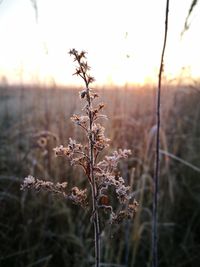 Close-up of plant against sunset