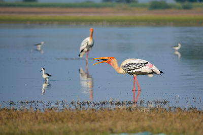 View of birds on beach