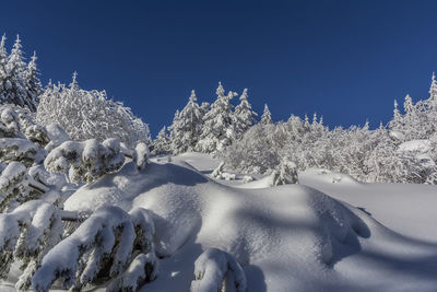 Snow covered trees against clear blue sky