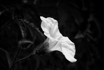 Close-up of flowers against blurred background