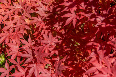 Full frame shot of autumnal leaves