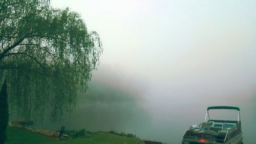 Trees in foggy weather