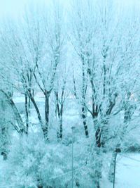 Bare trees in snow